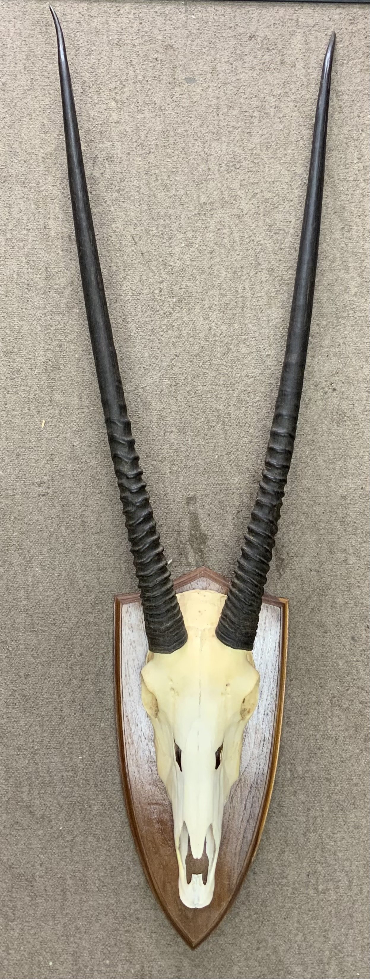 A mounted Gemsbok skull and horns. 130cm Height, Horns 94cm.